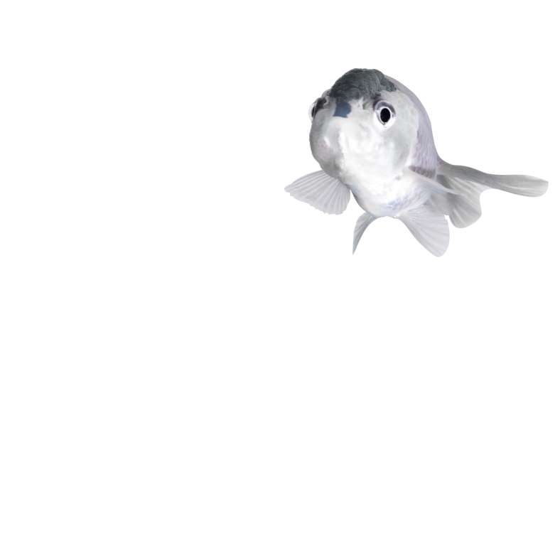 Fishy56